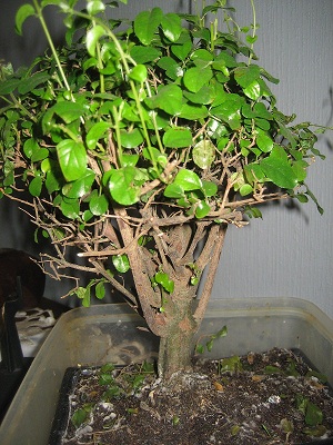 "Niezidentyfikowane" drzewko z liściami