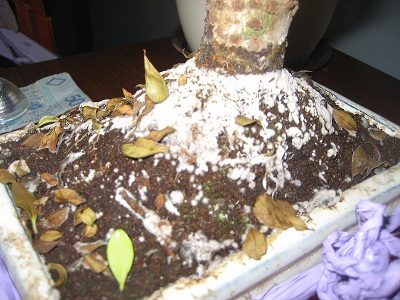 "Niezidentyfikowane" drzewko bez liści nalot za ziemi