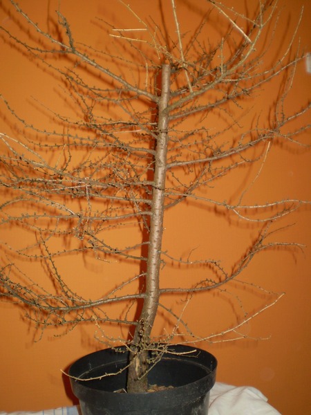 pierwsze formowanie 2009 jesień