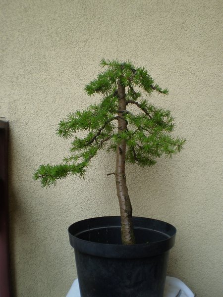 2011 wiosna , już po szczepieniu