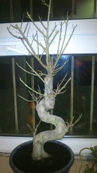 DSC_0063 [Rozdzielczość Pulpitu].JPG