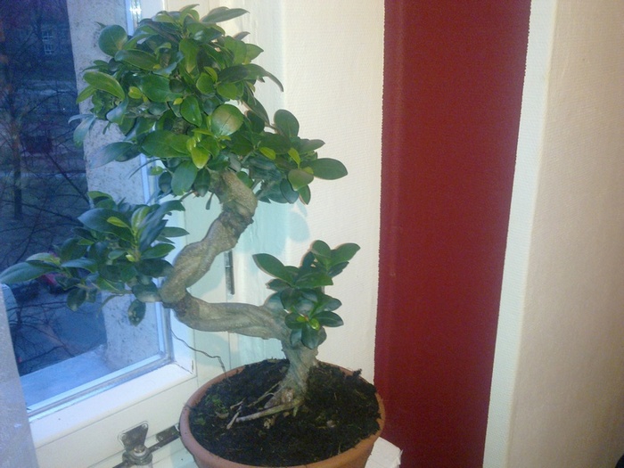 Ficus macrocarpa