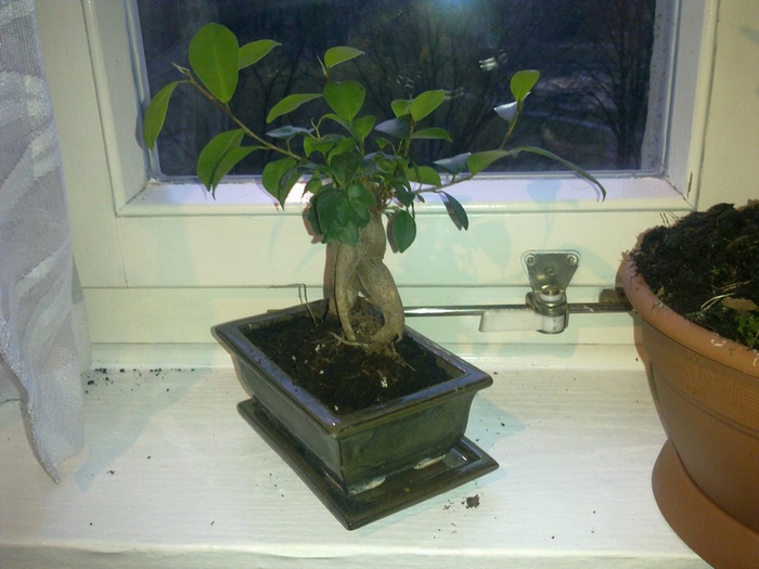 Ficus retusa