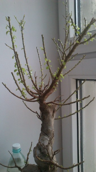 DSC_0089 [Rozdzielczość Pulpitu].JPG