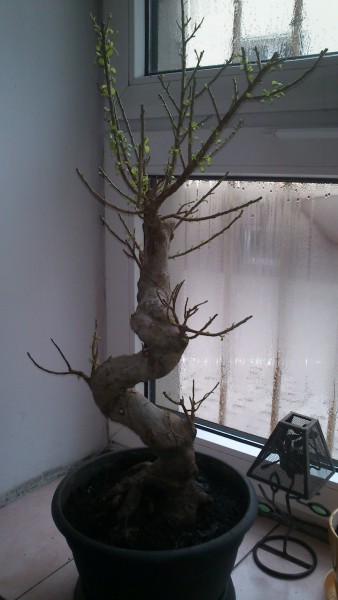 DSC_0091 [Rozdzielczość Pulpitu].JPG