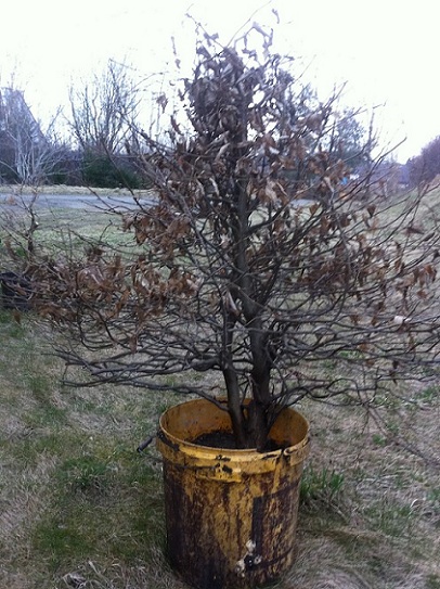 ma ładną nasadę pnia, nie widać tego na zdjęciu.