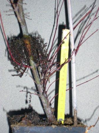 widok korzeni z drugiej strony