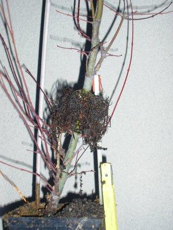 widok korzeni z jednej strony