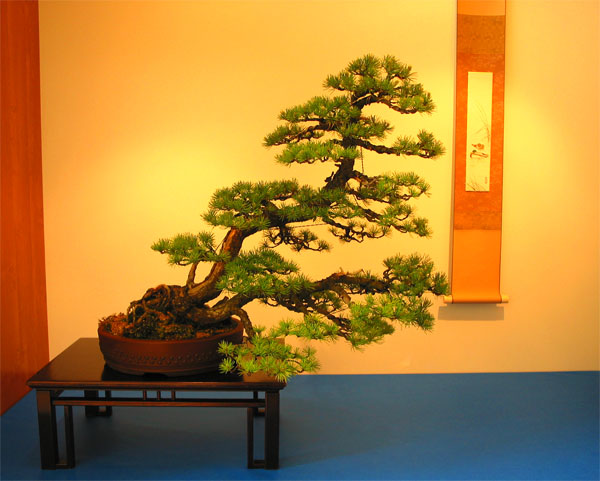 Bonsai-Ksiaz2011_022.jpg