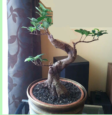 Wersja mniej odwazna