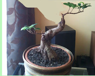 Wersja bardziej odwazna