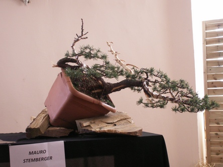 Efekt końcowy formowania pierwszego dnia Narodowej Wystawy Bonsai