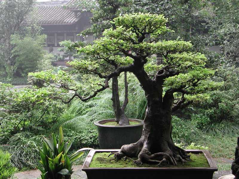 bonsai1b.jpg
