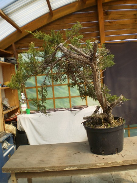 Drzewo Łukasza przed formowaniem