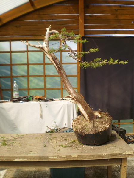 Łukasza drzewo po pokazie formowania