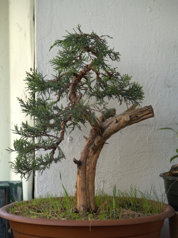 po wstępnym drutowaniu wiosennym