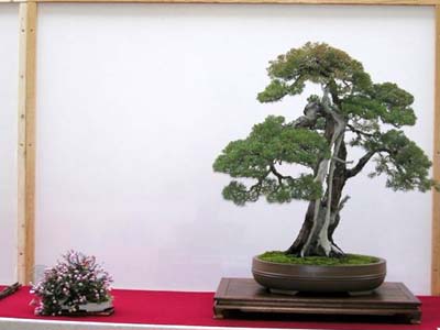 Juniperus sierra765.jpg