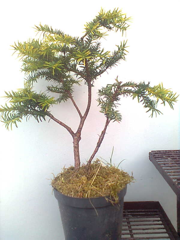 doniczka ma wys. 20 cm