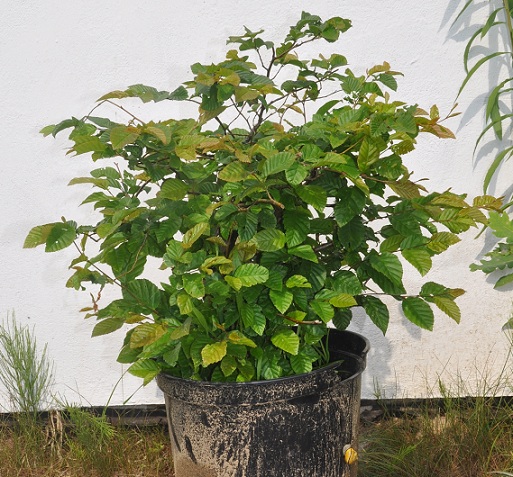 grab który okazał sie buczkiem:)