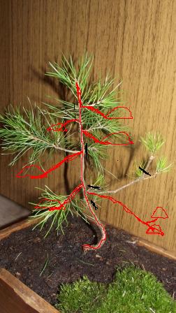 Czerwone  - ułożenie gałęzi <br />Czarne - cięcie