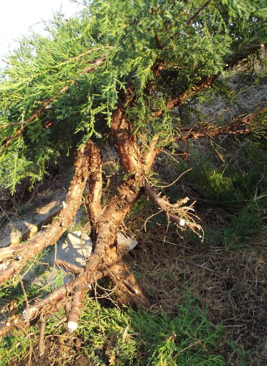 materiał wyjściowy