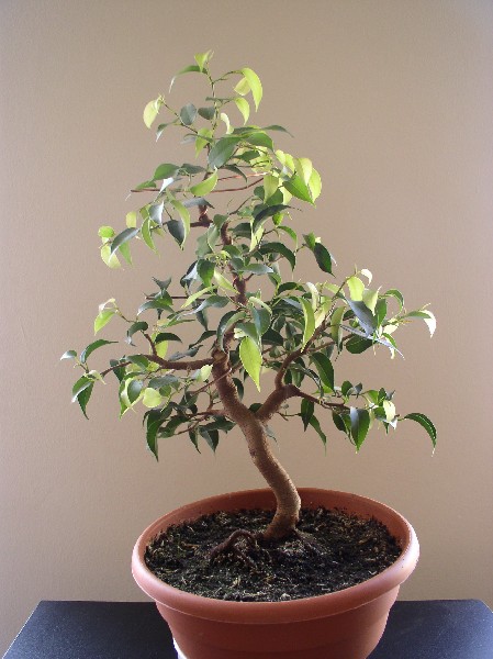 marzec 2005 - przĂłd
<br />wysokoÂśĂŚ 38cm