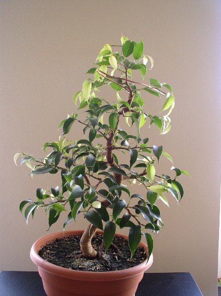 marzec 2005 - tyÂł