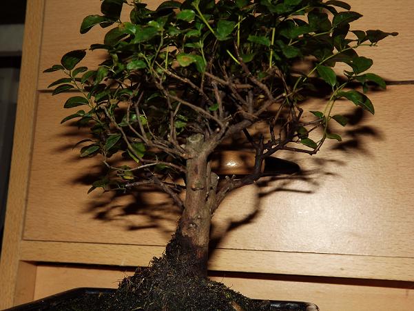 tu chciałem zaznaczyc iż został dopiero co podlany, na zdjęciu może wyglądac jak by był przegnity:)