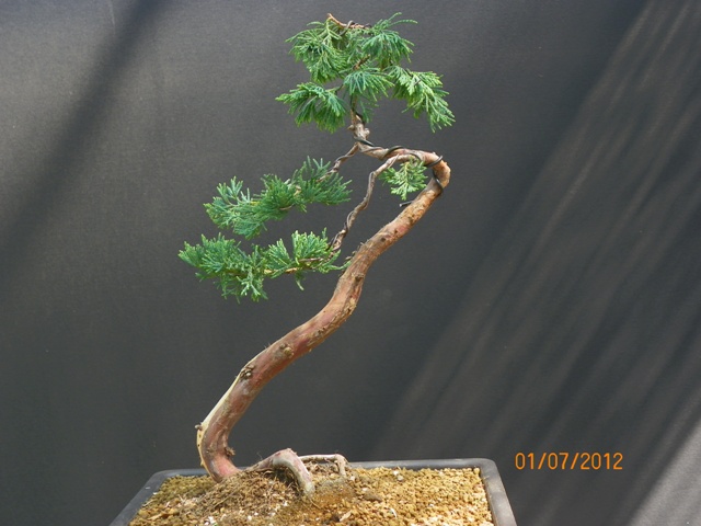 100_3749 - Kopia.JPG