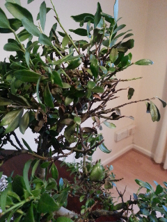 2013-01-27 09.56.29.png