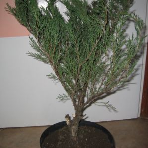 jaÂłowiec sab 3.jpg