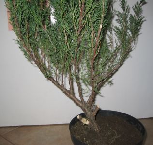 jaÂłowiec sab 2.jpg