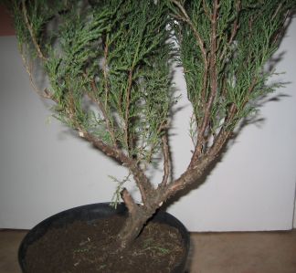 jaÂłowiec sab 1.jpg