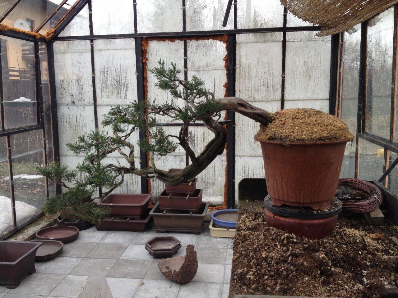 zastosowanie sphagnum