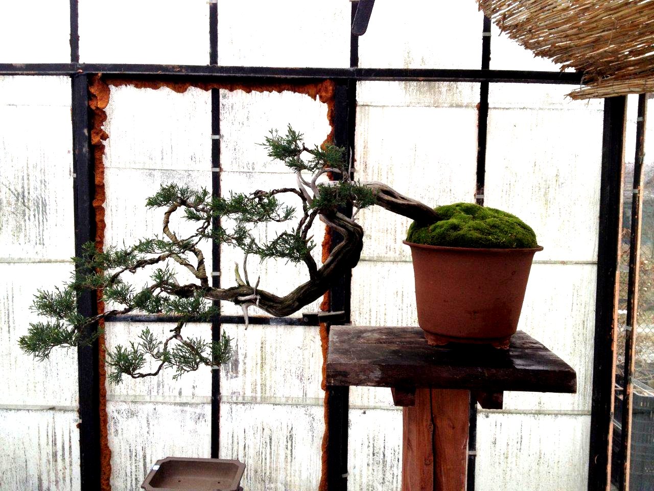 w przyszłości drzewo bedzie nasadzone bardziej w prawo by pień był na środku donicy.