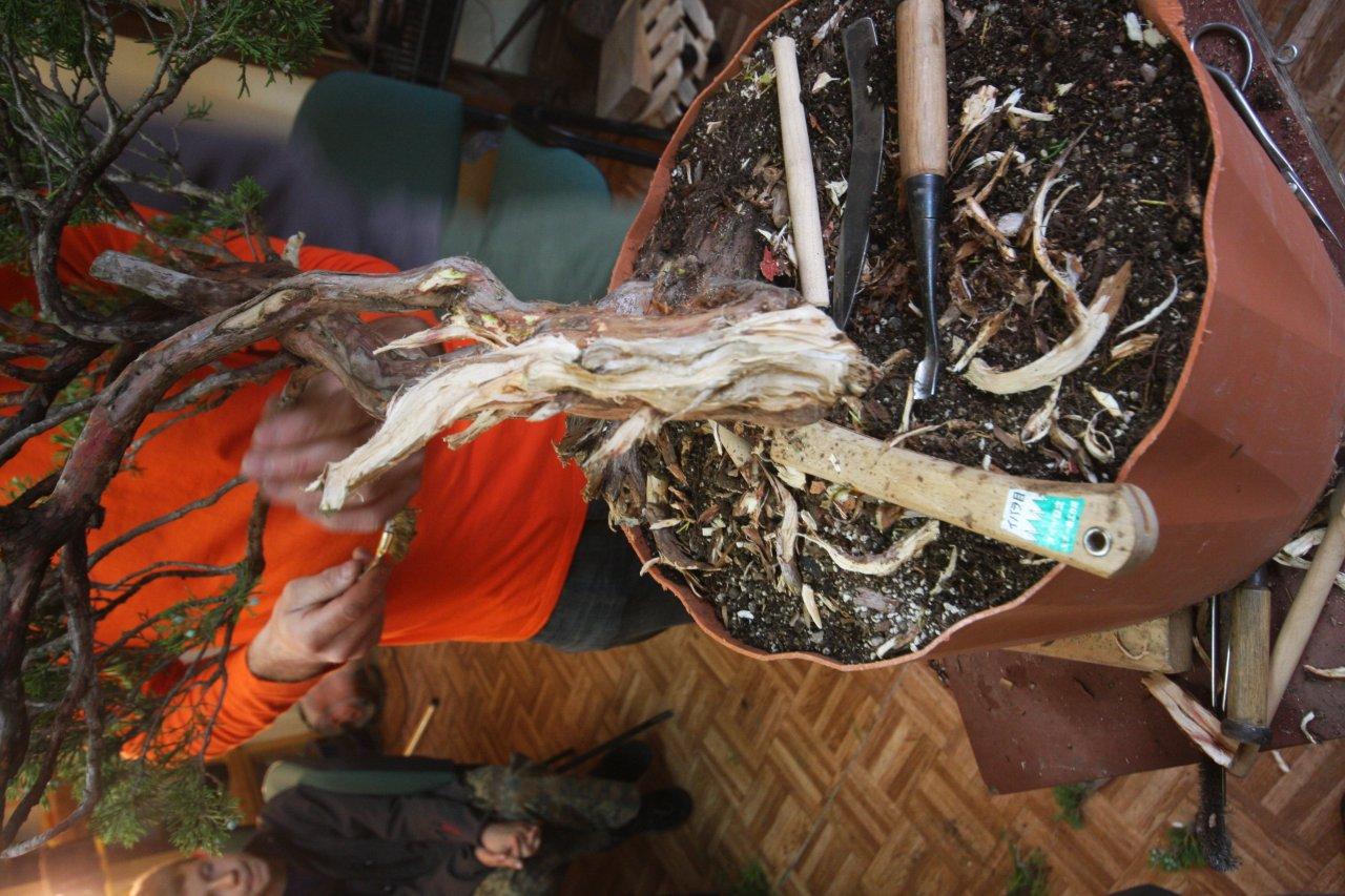 praca na martwym drewnie