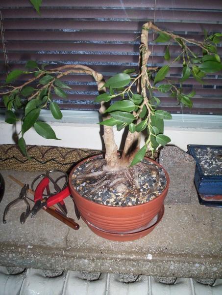 Ten fikus staÂł u mnie na klatce schodowej. GĂłrna czeÂśĂŚ byÂła poÂłamana przez jakiegoÂś "niemiÂłego" (Âżeby brzydko nie mĂłwiĂŚ) sÂąsiada zaczeÂła usychaĂŚ wiĂŞc musiaÂłem go doÂśĂŚ mocno obciÂąĂŚ. WysokoÂśĂŚ okoÂło 15 cm