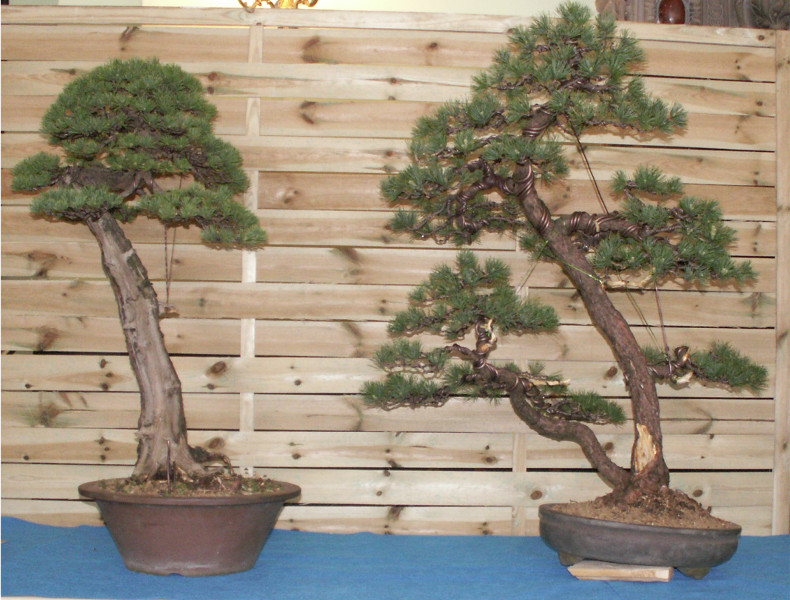 efekt pokazów formowania