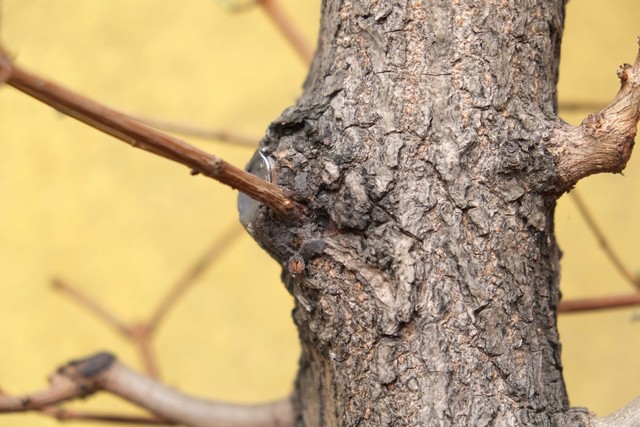 Zgrubienie 1 gałązki