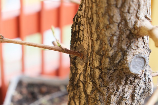 Zgrubienie 2 gałązki