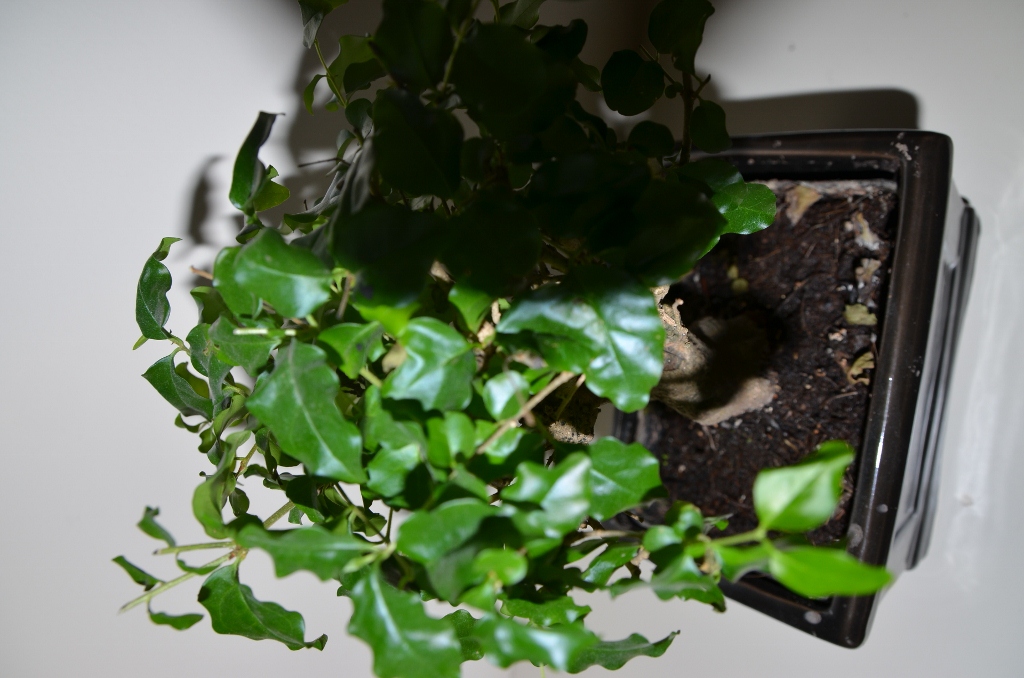 DSC_0108 (1024x678).jpg