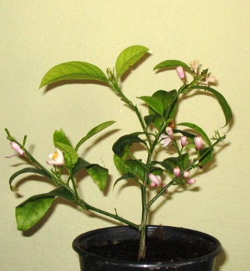 cytrynka skierniewicka.jpg