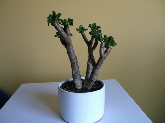 Resize of Resize of DSCF0803.JPG