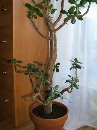 Resize of Resize of DSCF0812.JPG