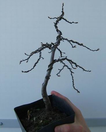 Resize of Resize of 1111.jpg