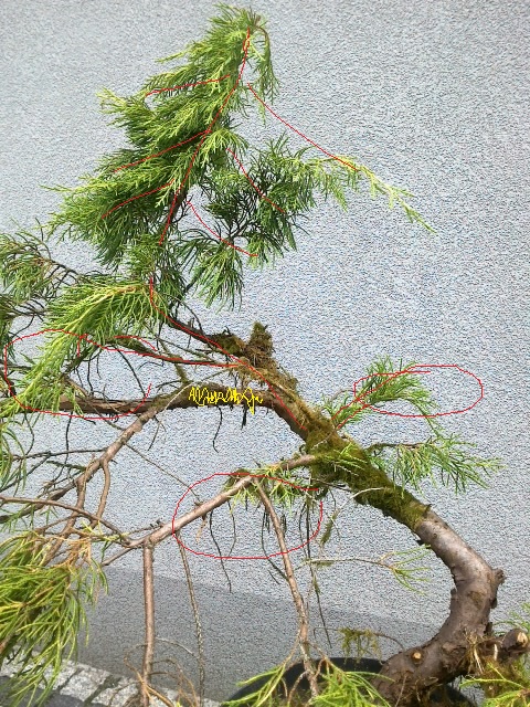 pomysl 1 - usunąć czesc lewej strony, w tym drzewku jest troche dlugi pien co moze byc problemem z zageszczeniem tej strefy(pomiedzy pniem a wierzchołkiem)