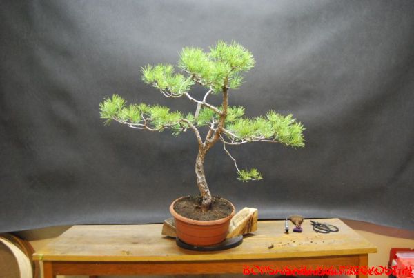 pinus_sylvesrtis_14_2013.JPG