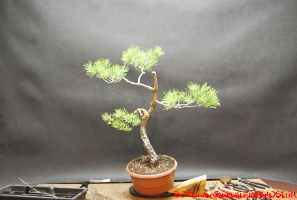 pinus_sylvesrtis_15_2013.JPG