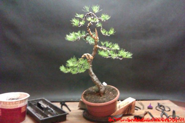pinus_sylvesrtis_16_2013.jpg