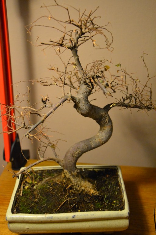 DSC_0279 (Kopiowanie).JPG